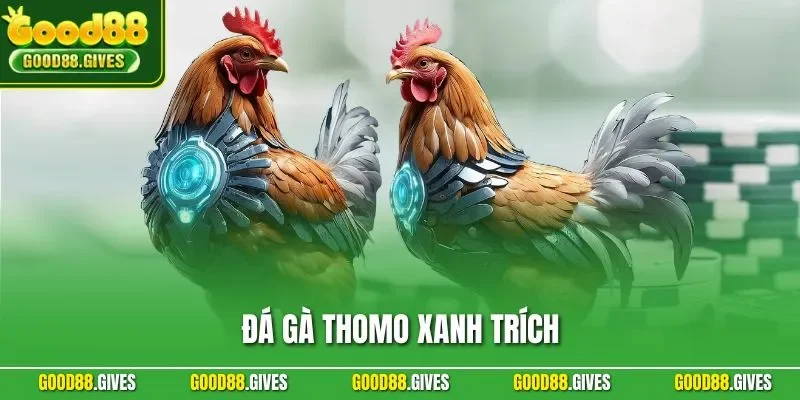 Đá Gà Thomo Xanh Trích| Chiến Kê Lừng Danh Đấu Trường GOOD88